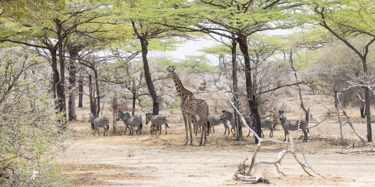 On the Move.jpg - Tanzania